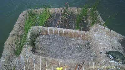 Turtle Island wildlife capture