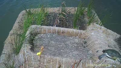 Turtle Island wildlife capture