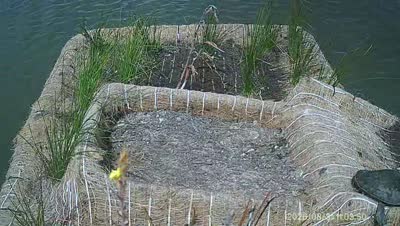 Turtle Island wildlife capture