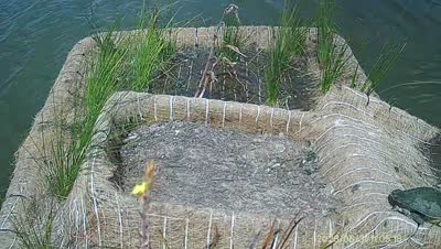 Turtle Island wildlife capture