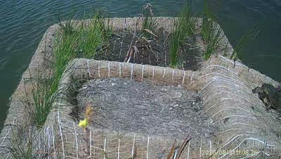 Turtle Island wildlife capture