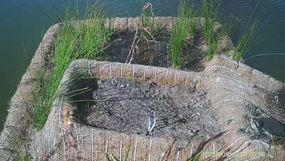 Turtle Island wildlife capture