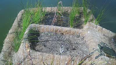Turtle Island wildlife capture