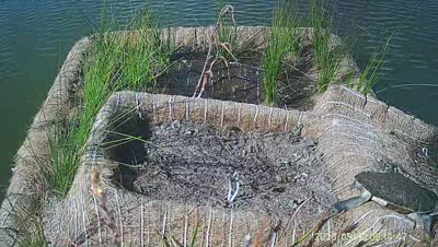 Turtle Island wildlife capture