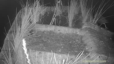 Turtle Island wildlife capture