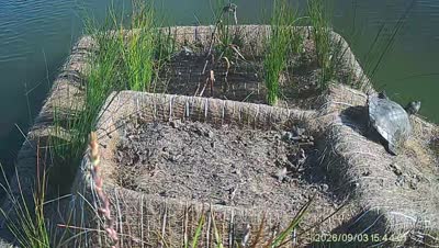 Turtle Island wildlife capture