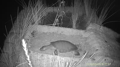 Turtle Island wildlife capture