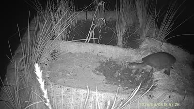 Turtle Island wildlife capture