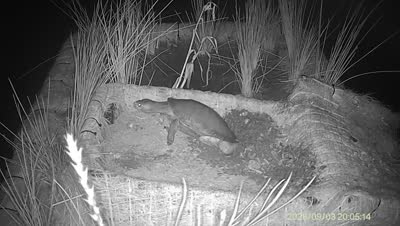 Turtle Island wildlife capture