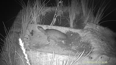 Turtle Island wildlife capture
