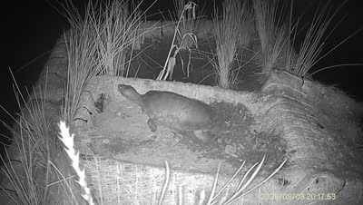 Turtle Island wildlife capture