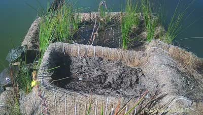 Turtle Island wildlife capture