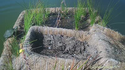 Turtle Island wildlife capture