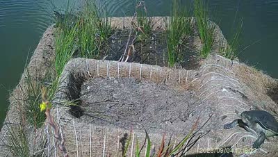 Turtle Island wildlife capture