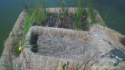 Turtle Island wildlife capture