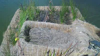 Turtle Island wildlife capture