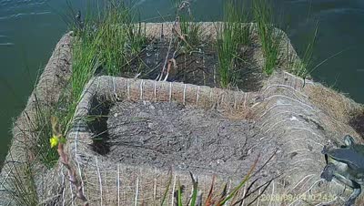 Turtle Island wildlife capture