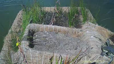 Turtle Island wildlife capture