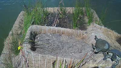 Turtle Island wildlife capture