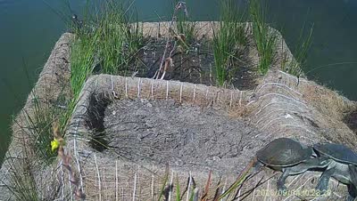 Turtle Island wildlife capture
