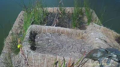 Turtle Island wildlife capture