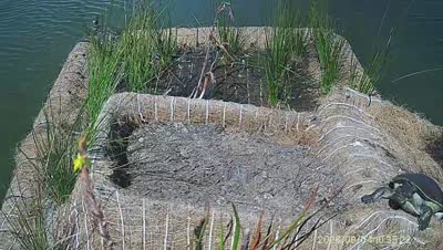 Turtle Island wildlife capture