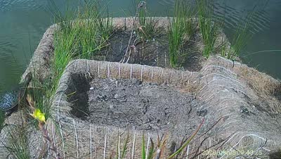 Turtle Island wildlife capture