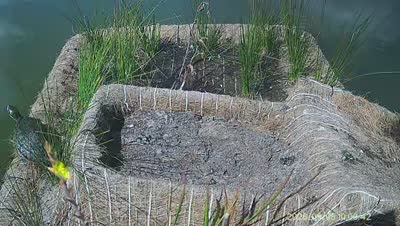 Turtle Island wildlife capture