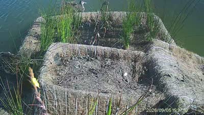Turtle Island wildlife capture