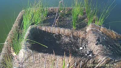 Turtle Island wildlife capture