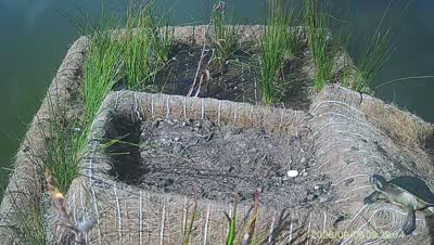 Turtle Island wildlife capture