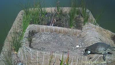 Turtle Island wildlife capture