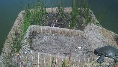 Turtle Island wildlife capture