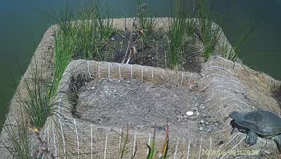 Turtle Island wildlife capture