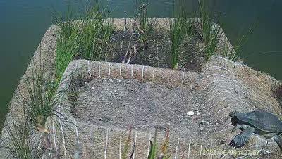 Turtle Island wildlife capture