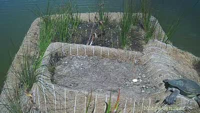 Turtle Island wildlife capture