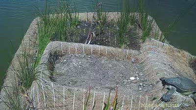 Turtle Island wildlife capture