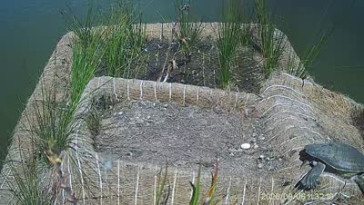 Turtle Island wildlife capture