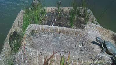 Turtle Island wildlife capture