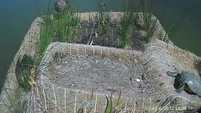 Turtle Island wildlife capture