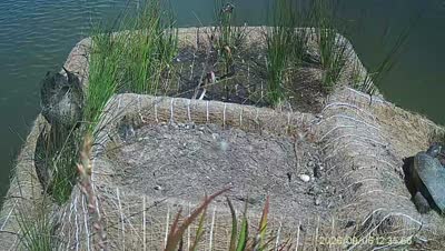 Turtle Island wildlife capture