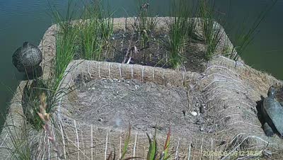 Turtle Island wildlife capture
