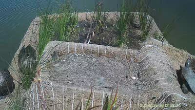 Turtle Island wildlife capture