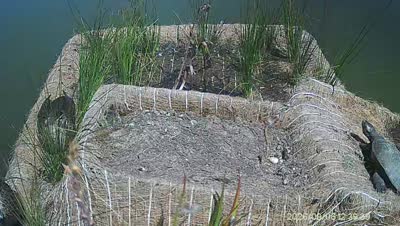 Turtle Island wildlife capture