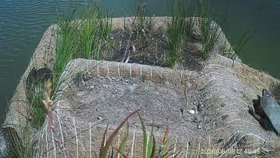 Turtle Island wildlife capture