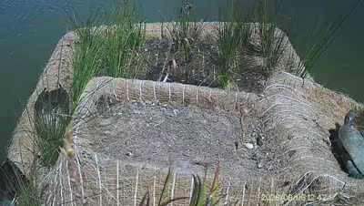 Turtle Island wildlife capture