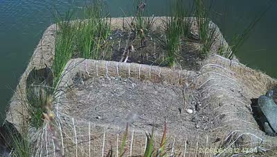 Turtle Island wildlife capture
