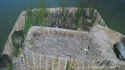 Turtle Island wildlife capture