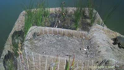 Turtle Island wildlife capture