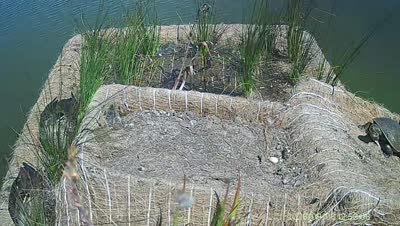 Turtle Island wildlife capture